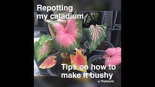 HOW TO MAKE CALADIUMS BUSHY Simple tips [upl. by Amalbergas60]