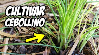 ¡CULTIVA CEBOLLINO SIN PARAR 😱 Fácil y Rápido  La Huerta de Ivan [upl. by Salamone]