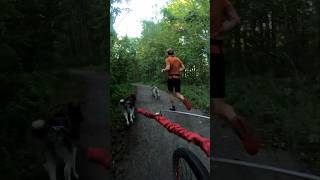 Canicross training routine with 4 dogs [upl. by Chubb]