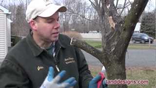 How to Prune Not Kill Trees and Shrubs [upl. by Xad]