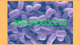 Pneumococcus  Streptococcus pneumonia  Microbiology [upl. by Natassia392]