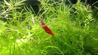 10 gallon shrimp tank near my desk [upl. by Melleta]