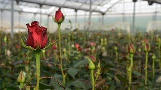 Todo sobre las Rosas Dr Matta  TvAgro por Juan Gonzalo Angel [upl. by Castorina]