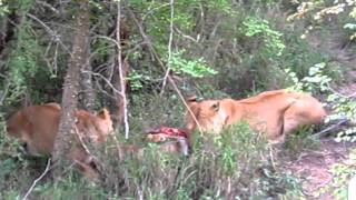 Two lionesses feasting from a warthog [upl. by Eberle]