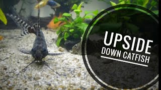 UPSIDE DOWN CATFISH in a community tank [upl. by Eitsirhc689]