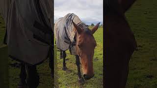 Horses in the farm draped in rainproof blankets as they graze under the soft patter of rain [upl. by Emelina]