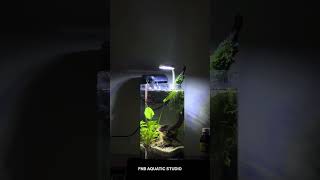 Planted Aquarium for Betta fish aquarium plantedtanksetup aquascape plantedtank fishtank [upl. by Eimerej]