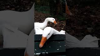 Feeding Embden geese [upl. by Attesor]