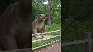 Megalonyx extinct sloth 🦥 shorts shortsyoutube viralshorts nature animals amazing [upl. by Htrahddis]