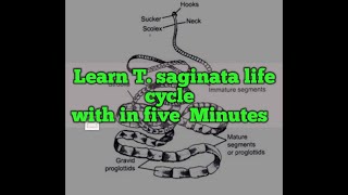 parasitology Taenia saginataBeef tape wormMorphology amp life cycle [upl. by Acnaib]