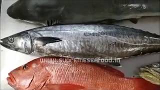 Fish names in English amp Tamil  28 Varieities  Supreme Seafood [upl. by Agretha]