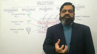 Receptors Urdu Hindi medium profmasoodfuzail Types of Receptors  Nociceptors Photoreceptor [upl. by Egag]