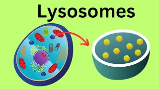 Lysosomes Parts of the Cell [upl. by Riorsson]