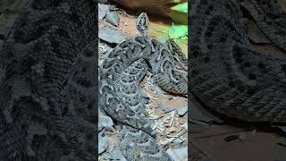 Vipers snakes 🐍 burjkhalifa dubaisafari shortvideo snakevideo shorts short video dolphinshow [upl. by Loring]