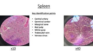 Histology Slides with key identification points [upl. by Pol]