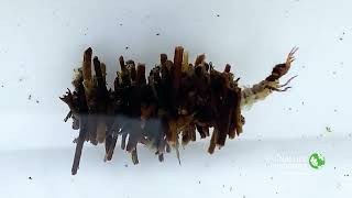 Caddisfly Larvae  Nature Near You [upl. by Soble]