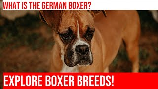 Explore the Differences Between Boxer Breeds and Varieties [upl. by Audsley450]