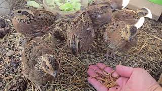 In the Aviary with Bobwhite Quail 🐥 [upl. by Lantz231]