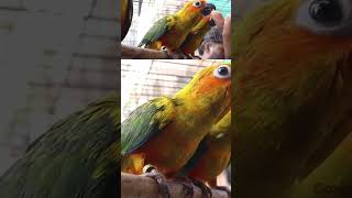 Sun conure breeding pair sale in Chennaisunconureconureconurebirdbirdstamedbirdspets [upl. by Latvina]