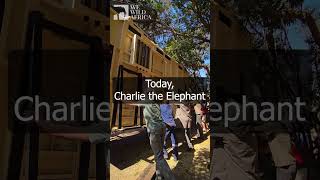 Mammoth Translocation Effort to Rewild the Last Remaining Elephant at the Pretoria Zoo​ [upl. by Depoliti]