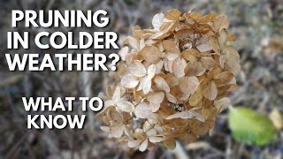 ✂ What to Know When Pruning Panicle Hydrangeas In Colder Weather  SGD 251 ✂ hydrangeas pruning [upl. by Held846]