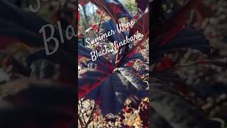 Summer Wine Black Ninebark Shines in Fall Short 🎶🍷 gardenplants gardening plants shorts [upl. by Nilrem]