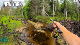 Fly Fishing some AMAZING Water  3 Days in Trout Fishing Heaven New York [upl. by Mcdougall]