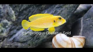 Lamprologus Ocellatus Gold [upl. by Marquardt]