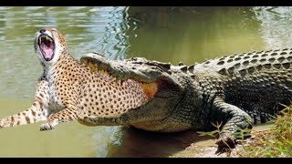 Jaguar vs Crocodile [upl. by Tisbe]