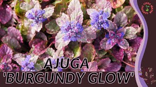 AJUGA BURGUNDY GLOW Information and Growing Tips Ajuga reptans [upl. by Oinotnaesoj462]