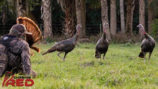 Chasing Red  Unbelievable Florida Hunt Shooting a Turkey from a Barn [upl. by Dewhurst141]