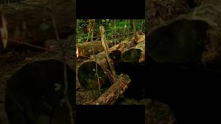 Forest camping make a underground shelter 😀survival build campingasmr viralshortfypshorts [upl. by Shipp]