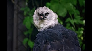 Harpyie  Harpij adelaar  Harpy Eagle  Weltvogelpark Walsrode [upl. by Imiaj]