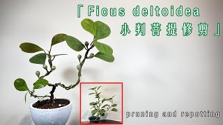 帶有可愛果實的金背榕！小判菩提修剪Ficus deltoidea pruning [upl. by Siskind790]