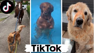 Funny Dogs of TikTok Compilation  Doggos Doing Funny Things TIK TOK  2020 [upl. by Adnak]