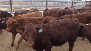 88 ELDERSLIE SANTA  SHORTHORN CROSS WEANER HEIFERS HGP FREE  AV 1949KG CURFEWED [upl. by Ardekan]