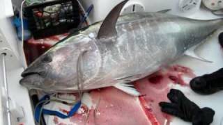 Bluefin tuna fishing Stellwagen Bank [upl. by Klepac]