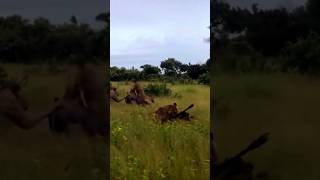 A group of lions hunting wildebeest animals discovery lions wildebeest [upl. by Merideth]