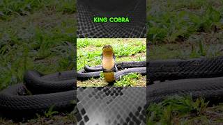 King Cobra Majestic Giant of Southeast Asia [upl. by Rabah]