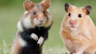 hamster sounds to make them come to you  hamster sound [upl. by Enalda]