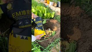 First time use EM Compost Bacteria for plant safety GrowingTips Compost CompostFermentation [upl. by Oleusnoc]