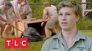 Alligatoren müssen Umziehen  Die Irwins – Crocodile Hunter Family  TLC Deutschland [upl. by Krista]