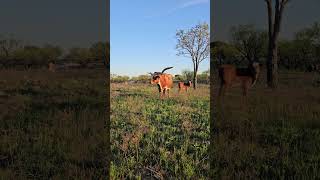 Stunning Texas Longhorn Cow at Whitlock Longhorns cow cattle longhorns ranch [upl. by Idrahs477]