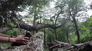 Magellanic woodpecker side view escape flight [upl. by Godred]