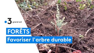 Reboiser les forêts de facon durable  exemple à Ligny en Barrois [upl. by Kcirdnekel]