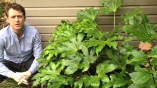 Plant ID guide  How to care for Fatsia Japonica [upl. by Yttak]