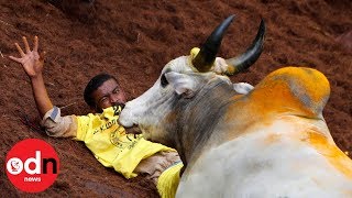 Traditional bull taming sport makes a comeback in India [upl. by Story]