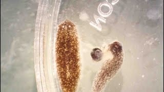 Planaria Winter Eggs amp Baby Flatworms [upl. by Tab286]