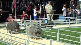 Giant Pig Race At 2021 Fonda Fair [upl. by Nallek]