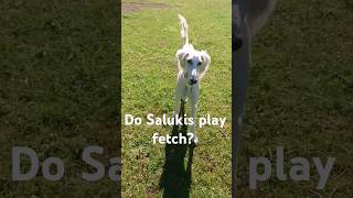 Saluki Plays Fetch saluki dogshorts dog doglovers sighthound [upl. by Lyj]